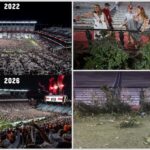 After the Field Storm: Williams-Brice Hedges Left in Ruins, and South Carolina Weighs the Cost of Replacing Them